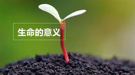 生命的彼岸：陵园价格背后的故事